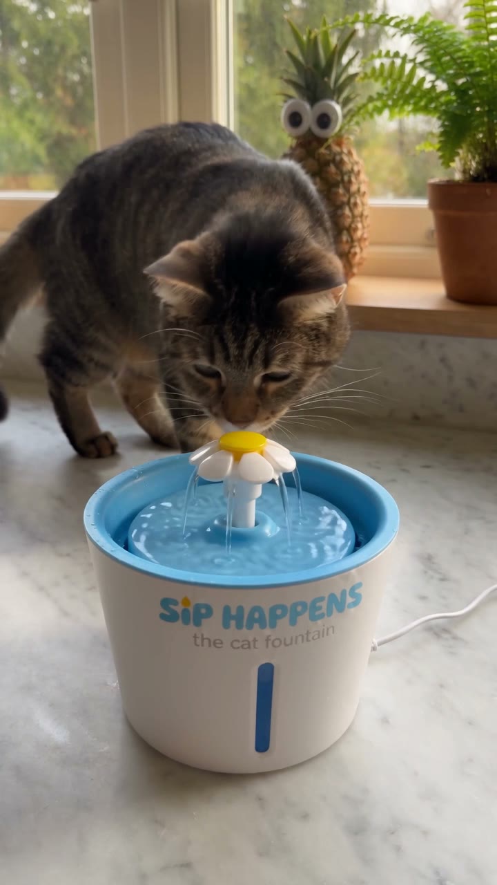 SIP HAPPENS — cat fountain